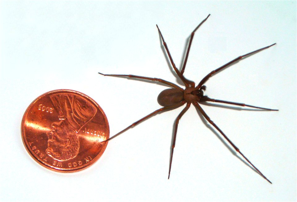 brown recluse as compared to a U.S.A. penny