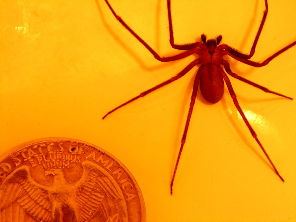 brown recluse compared to a quarter