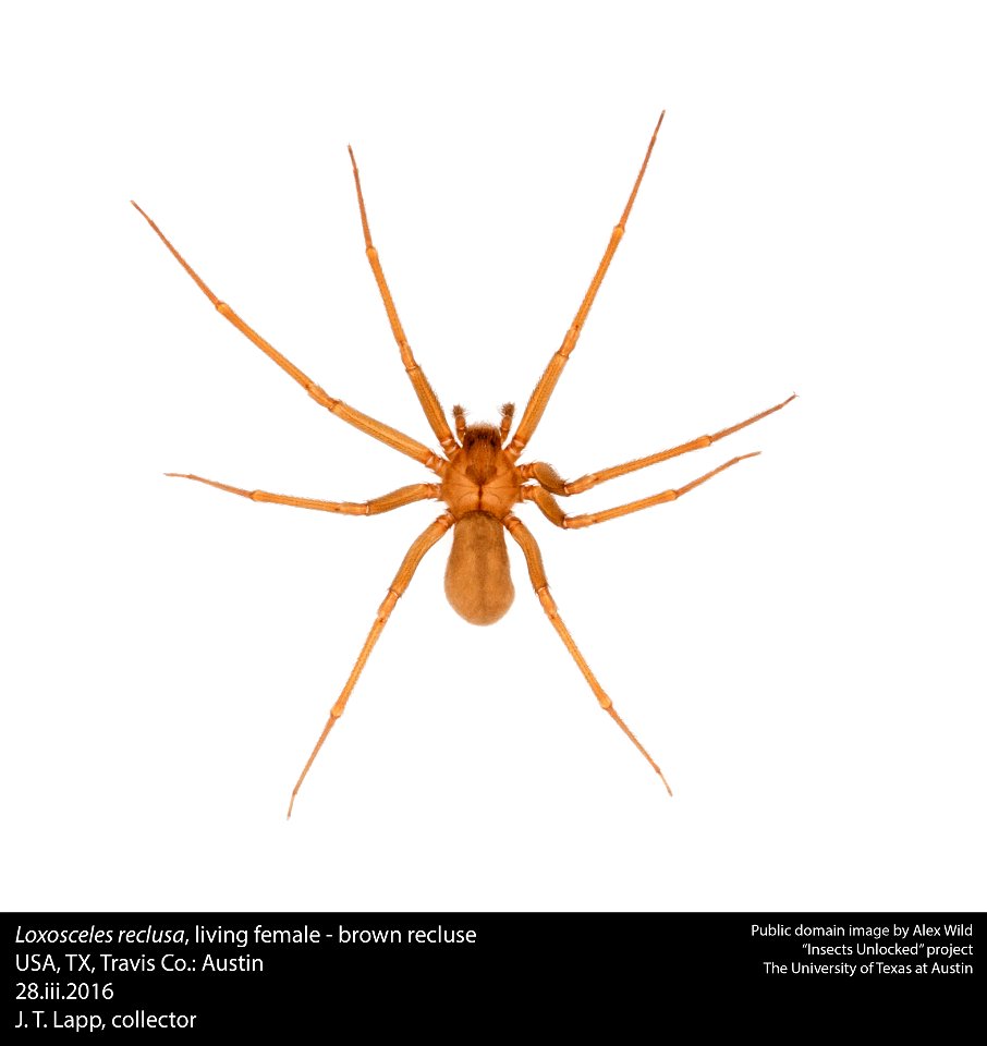 Loxosceles reclusa, living female - brown recluse
USA, TX, Travis Co.: Austin
28.iii.2016
J. T. Lapp, collector

Public domain image by Alex Wild for the Insects Unlocked project at the University of 