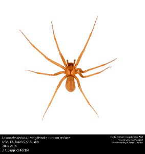 Loxosceles reclusa, living female - brown recluse
USA, TX, Travis Co.: Austin
28.iii.2016
J. T. Lapp, collector

Public domain image by Alex Wild for the Insects Unlocked project at the University of 