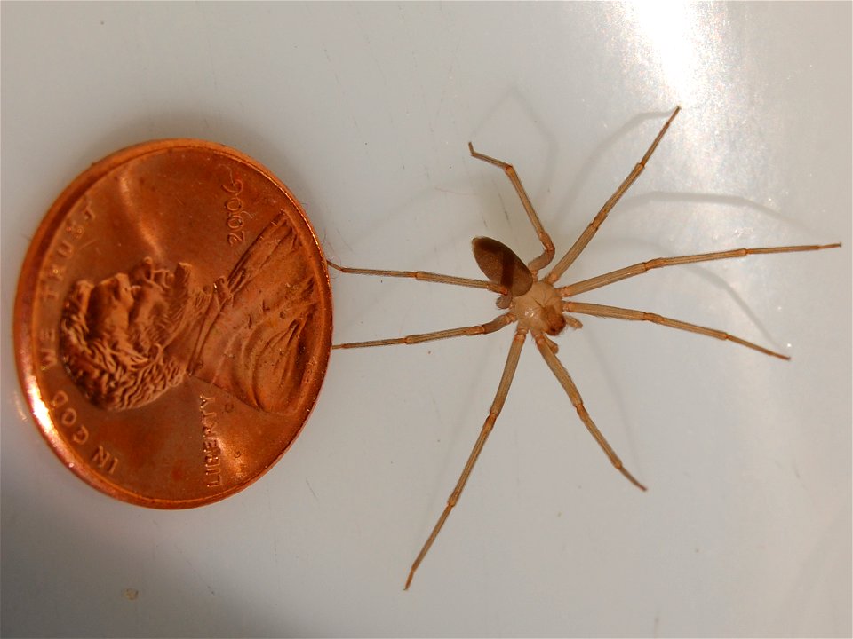 Adult male en:brown recluse spider with a penny for size comparison.