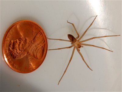 Adult male en:brown recluse spider with a penny for size comparison.