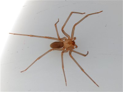Adult male en:brown recluse spider dorsal view.