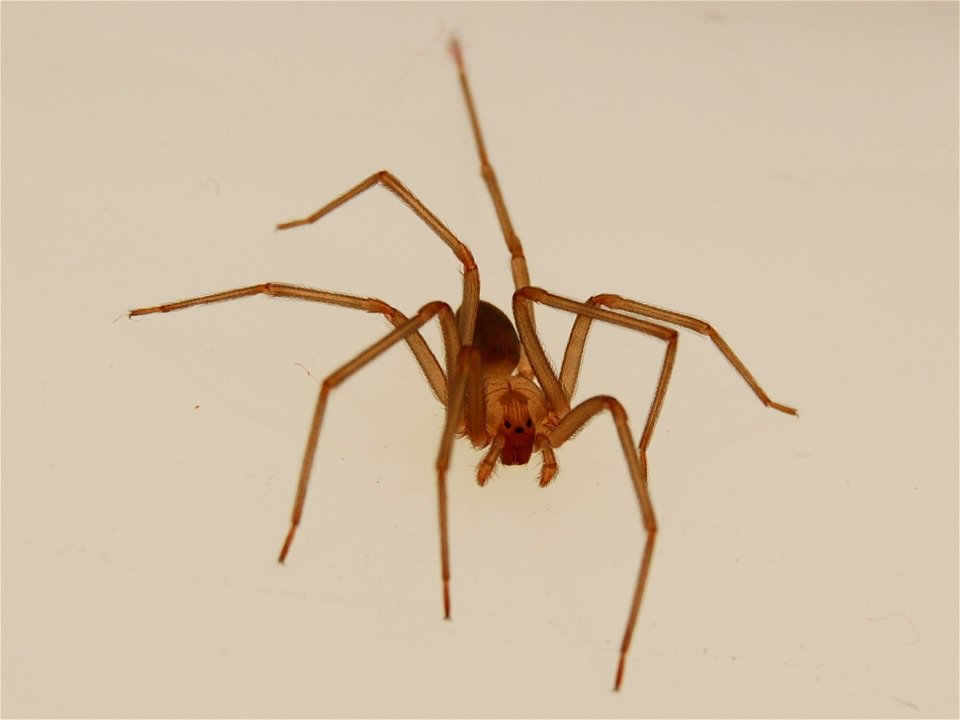 Adult male en:brown recluse spider anterior dorsal view.