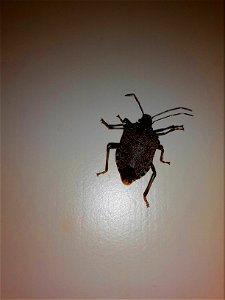 Halyomorpha halys in Zurich, Switzerland
