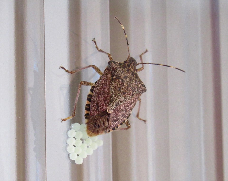Brown marmorated stink bug laying eggs on a glass pane. Photographed in 4242 Laufen, Switzerland.