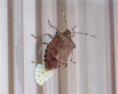 Brown marmorated stink bug laying eggs on a glass pane. Photographed in 4242 Laufen, Switzerland.