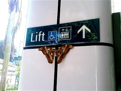 Happen to notice this Atlas Moth just outside Singapore Outram Park MRT station on 23rd Nov 2006.