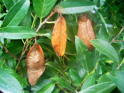 Attacus atlas butterflies and cocoons at Botanical Garden of the University of Bern/Switzerland.