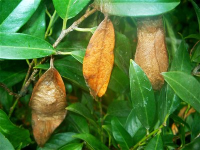 Attacus atlas butterflies and cocoons at Botanical Garden of the University of Bern/Switzerland.