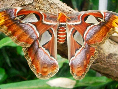 Attacus atlas butterflies and cocoons at Botanical Garden of the University of Bern/Switzerland.