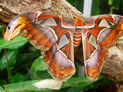 Attacus atlas butterflies and cocoons at Botanical Garden of the University of Bern/Switzerland.