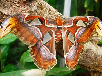 Attacus atlas butterflies and cocoons at Botanical Garden of the University of Bern/Switzerland.