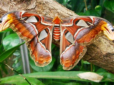 Attacus atlas butterflies and cocoons at Botanical Garden of the University of Bern/Switzerland.