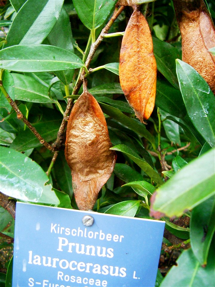 Attacus atlas butterflies and cocoons at Botanical Garden of the University of Bern/Switzerland.