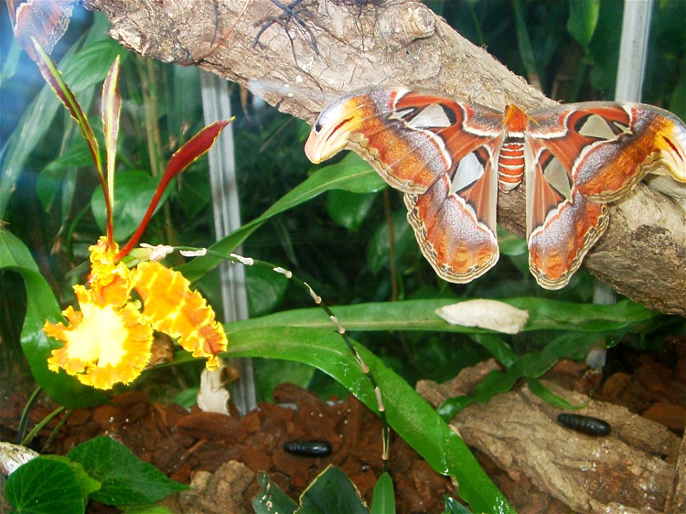 Attacus atlas at the Botanical Garden of the University of Bern/Switzerland. Butterfly, Cocoon etc.