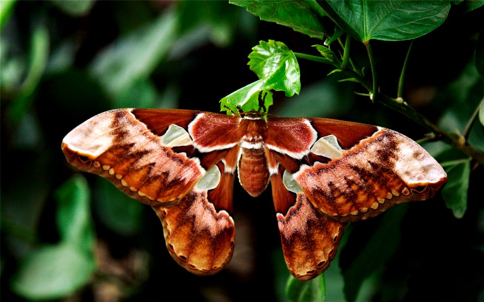 A silk moth (Rothschildia aurota speculifera). Fjärilshuset, Stockholm, Sweden.