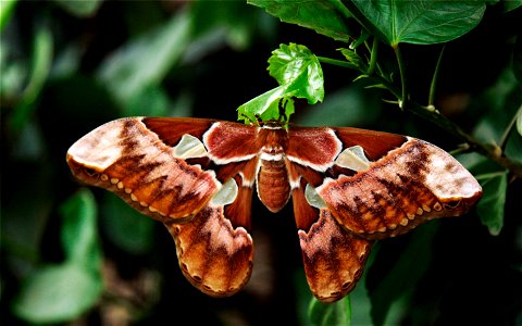 A silk moth (Rothschildia aurota speculifera). Fjärilshuset, Stockholm, Sweden.