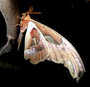 Attacus atlas, Thailand