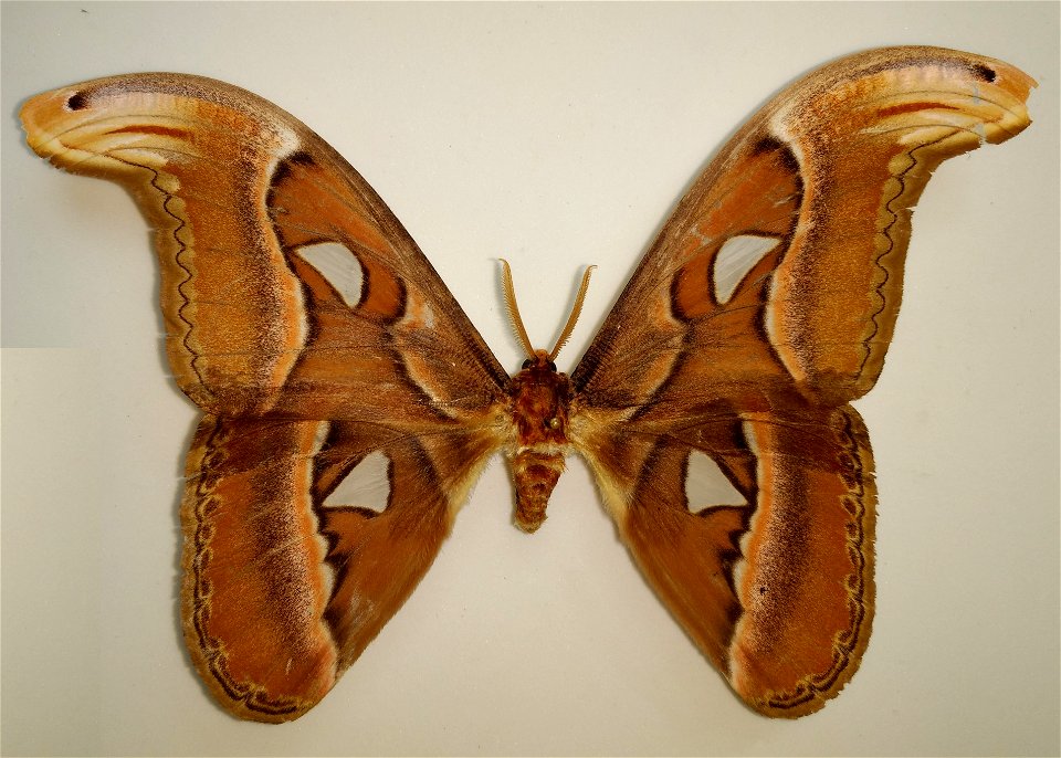 Attacus atlas taprobanis Moore from UAS Bangalore, GKVK collection