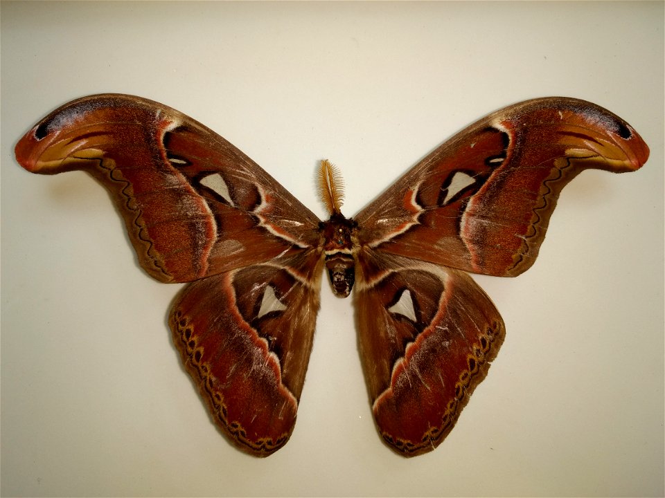 Attacus atlas taprobanis Moore from collection of UAS Bangalore, GKVK.