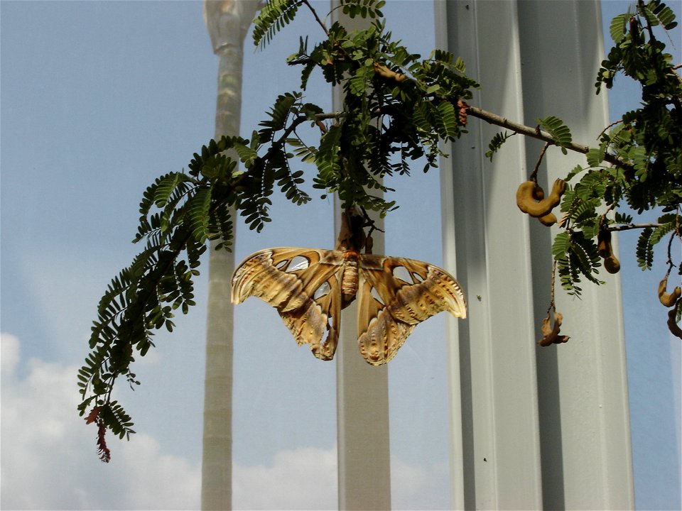 Atlas Moth, in Royal Flora Expo 2006, Chiangmai, Thailand
