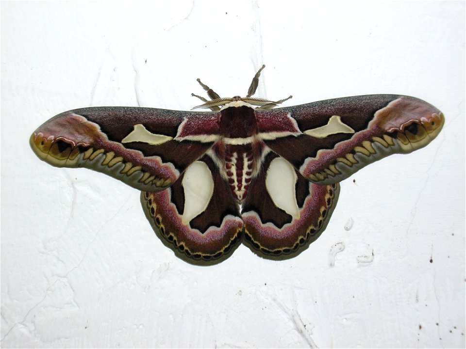 Rothschildia jacobaeae moth. I found in my garden and couldn´t resist taking a photo. It was really awesome.