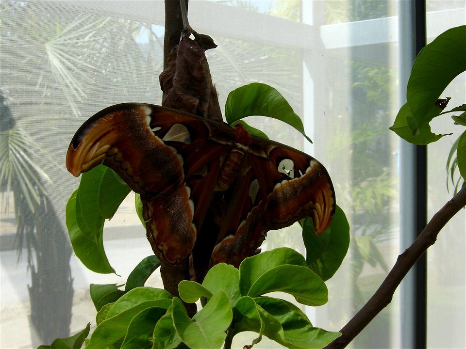 Atlas Moth, picture taken in Royal Flora Expo 2006, Chiangmai, Thailand
