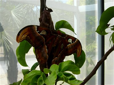 Atlas Moth, picture taken in Royal Flora Expo 2006, Chiangmai, Thailand