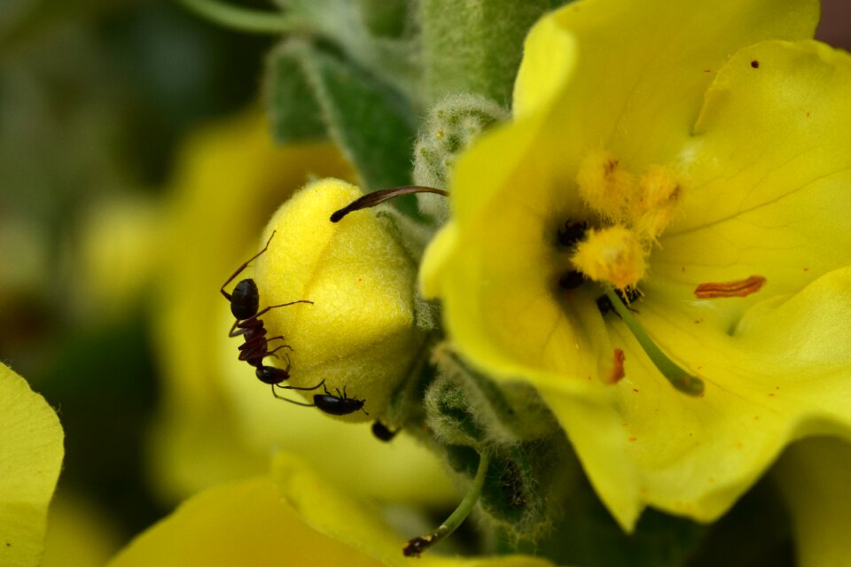 Blossom bloom plant