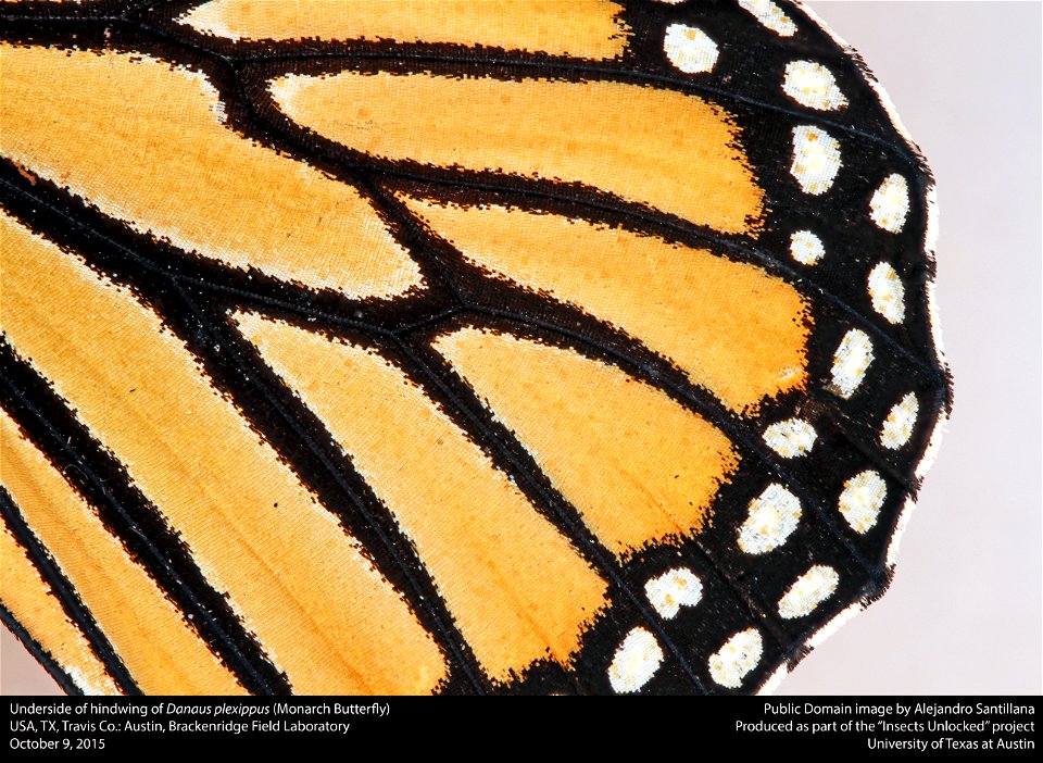 USA, TX, Travis Co.:
Austin, Brackenridge Field Laboratory
9-x-2015 A. Santillana coll.
Danaus plexippus
det. A. Santillana

23-x-2015
