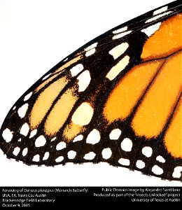 USA, TX, Travis Co.: Austin, Brackenridge Field Laboratory 9-x-2015 A. Santillana coll. Danaus plexippus det. A. Santillana 23-x-2015 photo