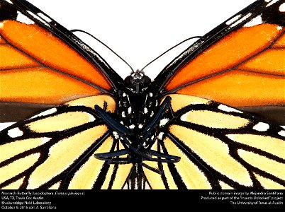 USA, TX, Travis Co.: Austin, Brackenridge Field Laboratory 9-x-2015 A. Santillana coll. Danaus plexippus det. A. Santillana 23-x-2015 photo