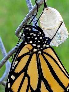 Monarch (Danaus plexippus) photo
