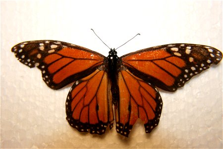 A male Danaus plexippus in the Enos collection. Caught August 21st, 2007.