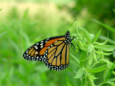 Image title: Male monarch butterfly on green plant danaus plexippus Image from Public domain images website, http://www.public-domain-image.com/full-image/fauna-animals-public-domain-images-pictures/i photo