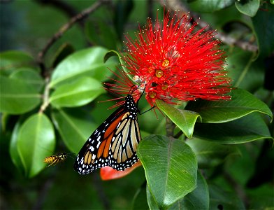 A Danaus plexippus harrassed by a German wasp on the flower of Metrosideros collina cultivar 'Tahiti'. Tree growing on waterfront near the wharf at Russell, Bay of Islands, New Zealand photo