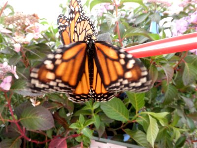 A pair of monarch butterflies feeding at a specialized butterfly feeder.