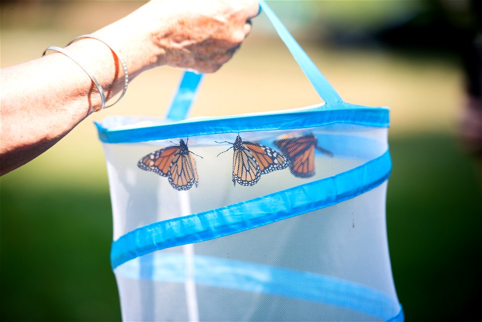 Cindy Wackerbarth, volunteer with Monarch Teacher Network, talks about Monarch butterflies with attendees of the butterfly release in Arlington National Cemetery, Sept. 1, 2015, in Arlington, Va. The 
