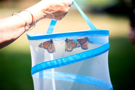 Cindy Wackerbarth, volunteer with Monarch Teacher Network, talks about Monarch butterflies with attendees of the butterfly release in Arlington National Cemetery, Sept. 1, 2015, in Arlington, Va. The 