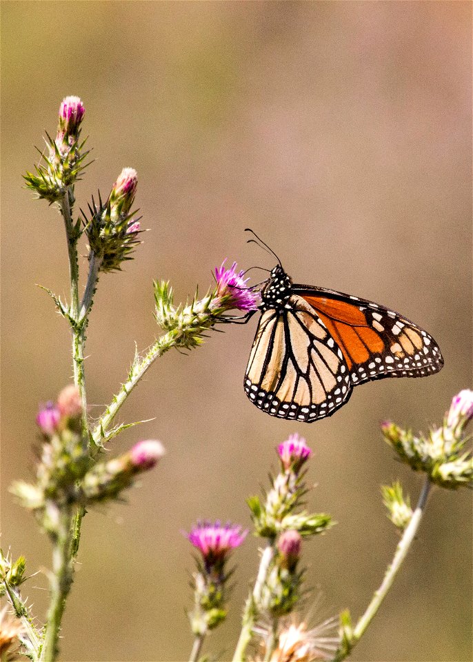 Monarch, Nicholas Flat