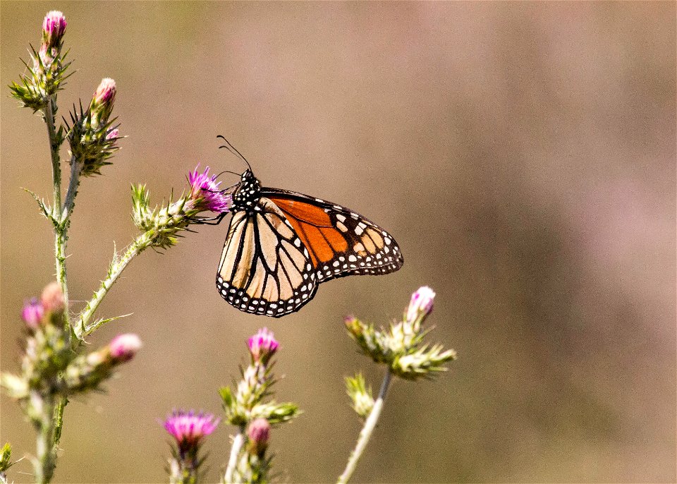 Monarch, Nicholas Flat
