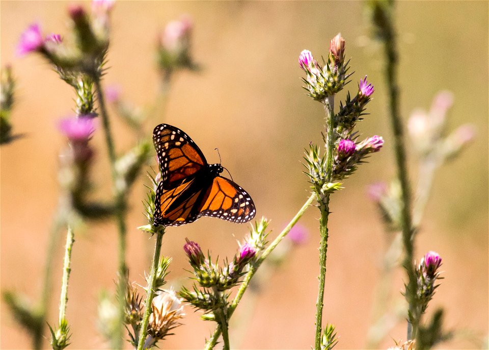 Monarch, Nicholas Flat