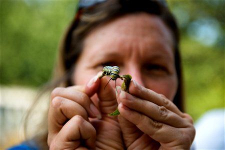 Kelly Wilson, horticulturist with Arlington National Cemetery, holds a Monarch Butterfly caterpillar that was found in milkweed plants growing in ANC, Sept. 1, 2015, in Arlington, Va. Volunteers with photo