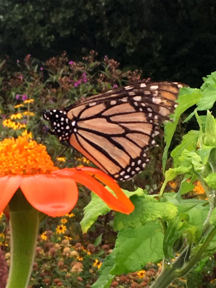 A monarch (Danaus plexippus) butterfly at Snetsinger Butterfly Garden at Tom Tudek Memorial Park, State College, PA, USA.