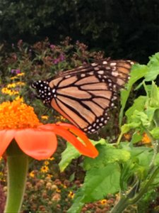 A monarch (Danaus plexippus) butterfly at Snetsinger Butterfly Garden at Tom Tudek Memorial Park, State College, PA, USA. photo