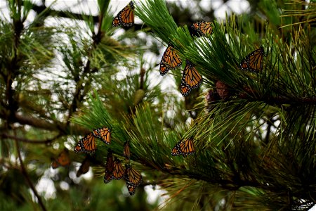 Group of monarch butterflies resting on a pine tree, on Fire Island. photo