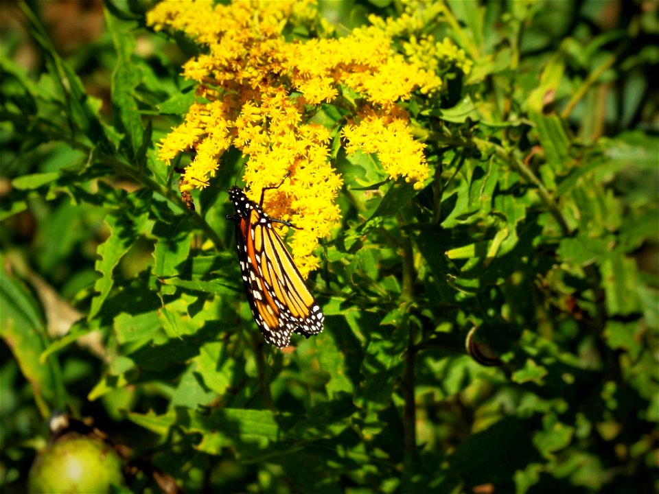 Monarch butterfly on goldenrod in late summer Canadian heat