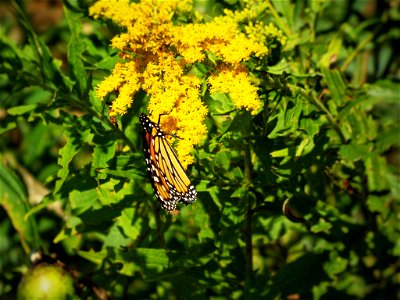 Monarch butterfly on goldenrod in late summer Canadian heat photo