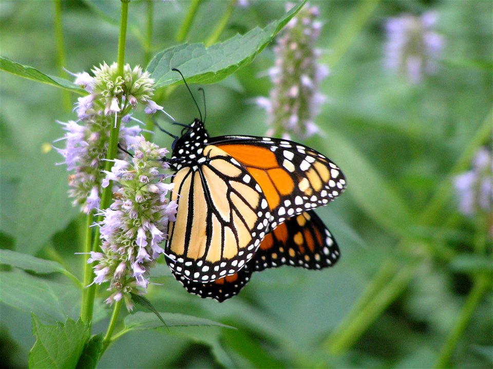 Monarch butterfly (Danaus plexippus)